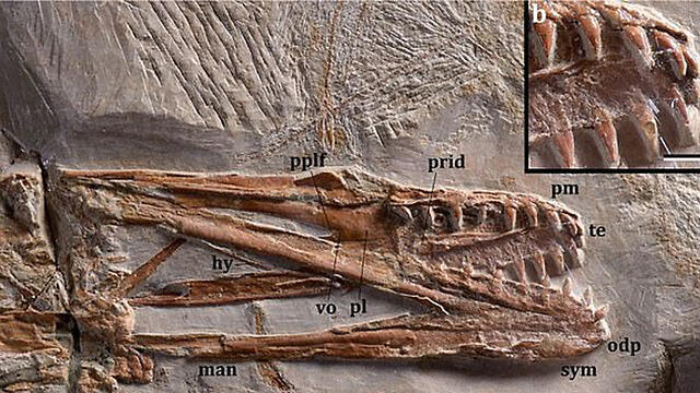 Обнаруженный скелет птерозавраnullnull Обнаруженный скелет птерозавра