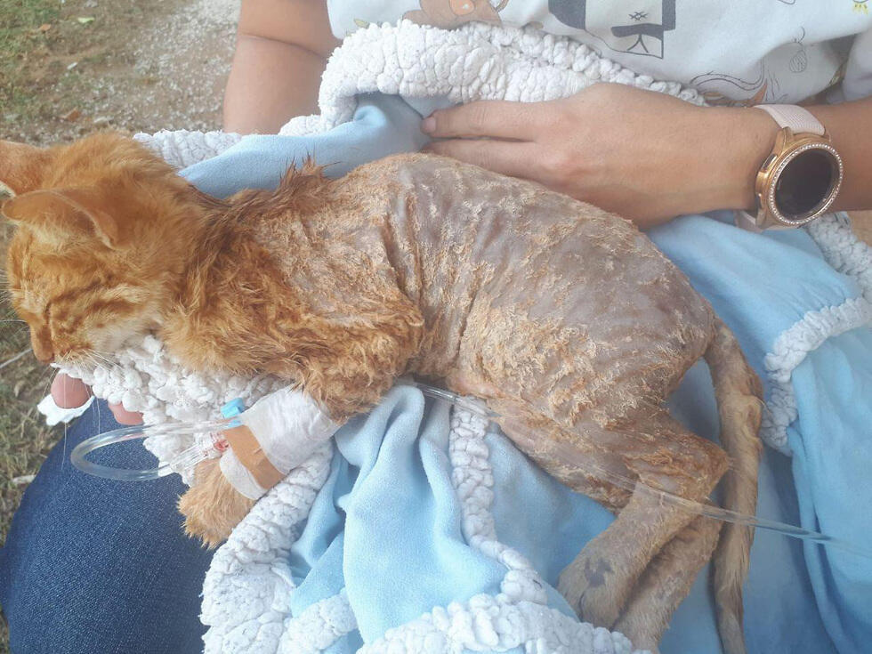 Котенок у ветеринараnullnull Котенок у ветеринара