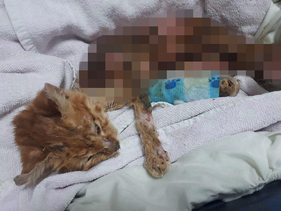 Котенок, облитый химикатом на военной базеnullnull Котенок, облитый химикатом на военной базе