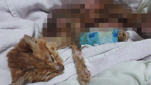 Пострадавший котенок