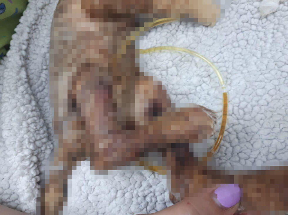 Пострадавший котенок у ветеринала