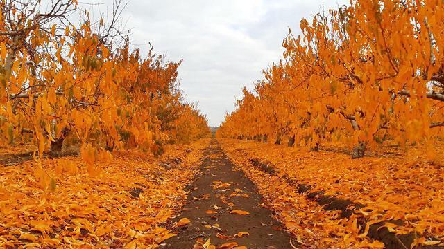 Декабрьский листопад на Голанах. Фото: Анат Зисович