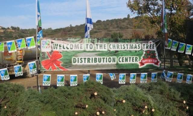 Елочный базар работает по будням до окончания запаса елок. Пресс-служба фонда ККЛ (Пресс-служба фонда ККЛ) Елочный базар работает по будням до окончания запаса елок. Пресс-служба фонда ККЛ