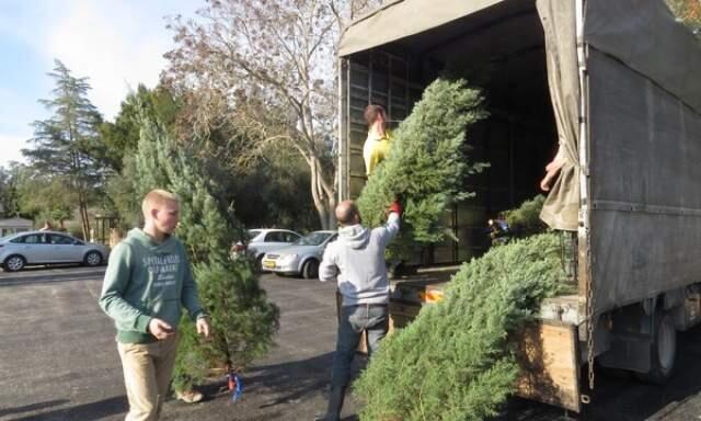 В Израиле можно купить и живую елку. Пресс-служба фонда ККЛ (Пресс-служба фонда ККЛ) В Израиле можно купить и живую елку. Пресс-служба фонда ККЛ