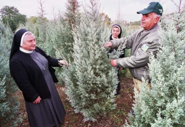 Церковным миссиям елки выдаются бесплатно. Фото: пресс-служба ККЛ (Пресс-служба фонда ККЛ) Церковным миссиям елки выдаются бесплатно. Фото: пресс-служба ККЛ