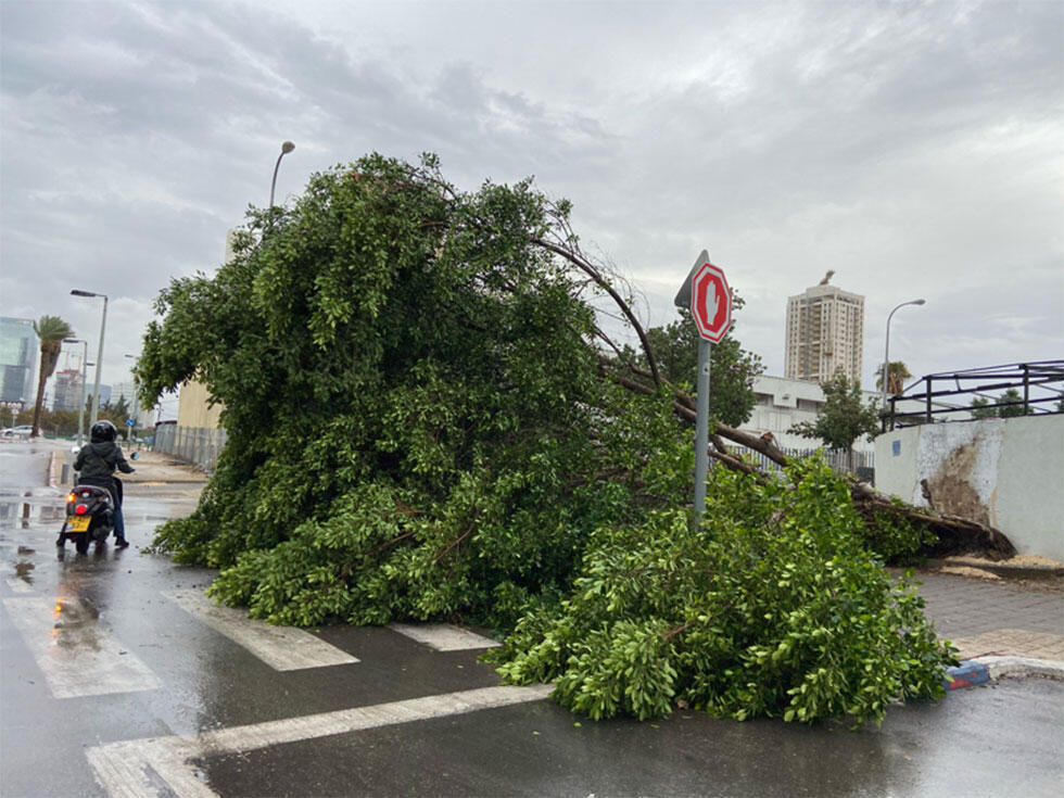 Рухнувшие деревья в Тель-Авиве. Фото: Итай Коэн (צילום: איתי כהן) Рухнувшие деревья в Тель-Авиве. Фото: Итай Коэн