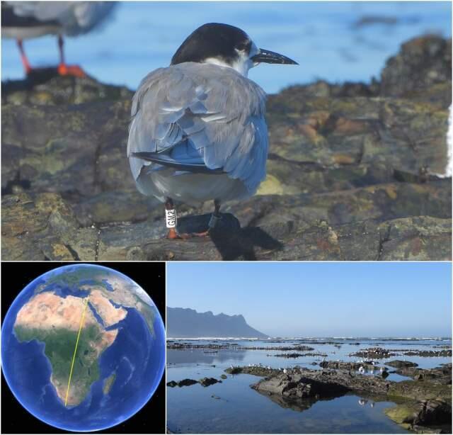 Крачка. Фото: Theuns Kruger | google earth.com (Крачка. Фото: Theuns Kruger | google earth.com) Крачка. Фото: Theuns Kruger | google earth.com