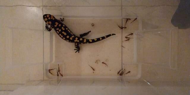 Саламандра производит потомство. Фото: Амир Маршански (Фото: Амир Маршански) Саламандра производит потомство. Фото: Амир Маршански