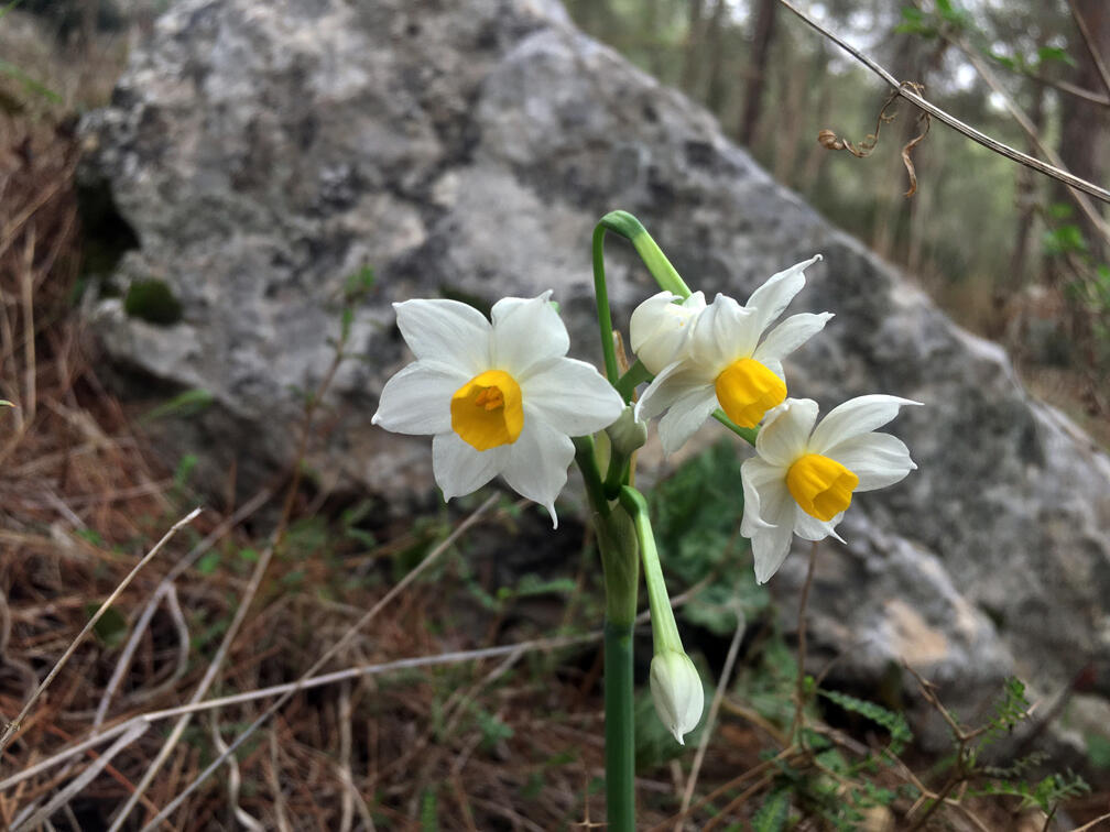 נרקיסים ביער בן שמן (צילום: גלעד כרמלי) נרקיסים ביער בן שמן