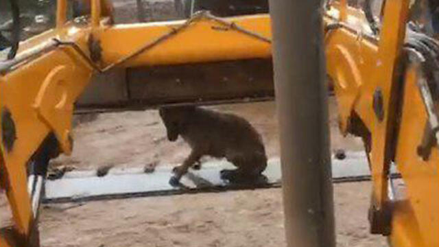 Собака прячется от дождя