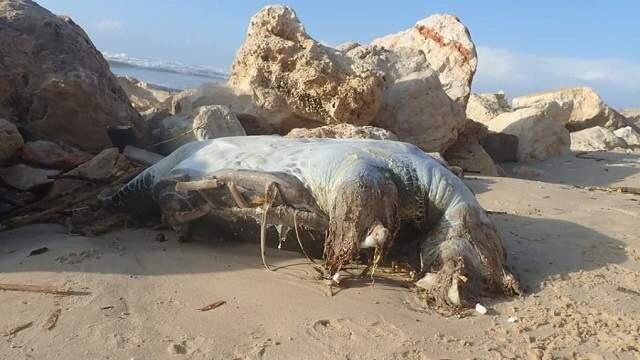 Труп морской черепахи на побережье Бат-Яма. Фото: Рони Зив (Фото: Рони Зив) Труп морской черепахи на побережье Бат-Яма. Фото: Рони Зив