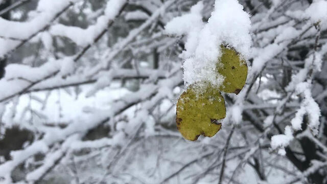 Снег на Голанах. Фото: Омер Бен-Давид