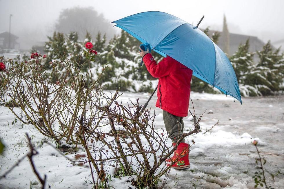 Голаны в снегу. Фото: Рони Оз Райзнер (צילום: רוני עוז רייזנר) Голаны в снегу. Фото: Рони Оз Райзнер