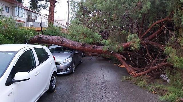 Упавшее от ветpа дерево в Рамат-Гане. Фото: мэрия Рамат-Гана (צילום: דוברות עיריית רמת גן ) Упавшее от ветpа дерево в Рамат-Гане. Фото: мэрия Рамат-Гана