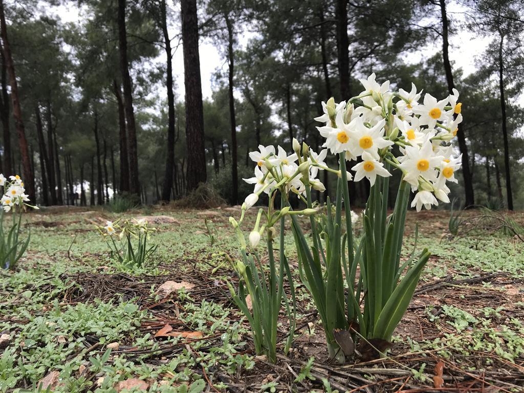 ליקוט פטריות נרקיסים יער עופר (צילום: מיכל פישר אדם וטבע) ליקוט פטריות נרקיסים יער עופר