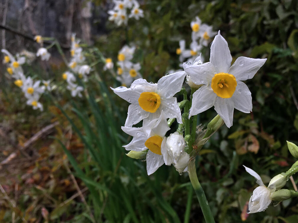 נרקיסים במצוק הארבעים (צילום: גלעד כרמלי) נרקיסים במצוק הארבעים