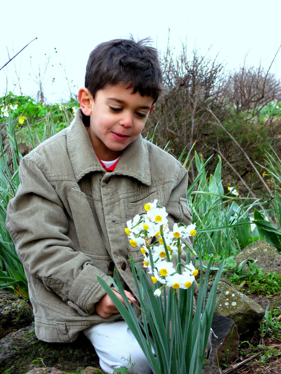 נרקיסים בתל אנפה (צילום: תקשורות יעל שביט) נרקיסים בתל אנפה
