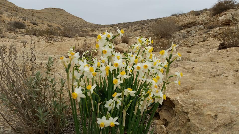 נרקיסים בנחל חצץ (צילום: ליאור אבן) נרקיסים בנחל חצץ