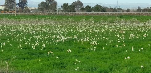אלפי נרקיסים באחו נוב (צילום: מאיר חמוז) אלפי נרקיסים באחו נוב