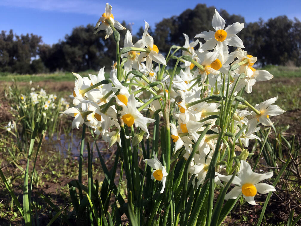 נרקיסים בעמק גלילות (צילום: גלעד כרמלי) נרקיסים בעמק גלילות
