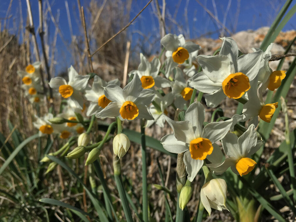 נרקיסים בחורבת מלח (צילום: גלעד כרמלי) נרקיסים בחורבת מלח