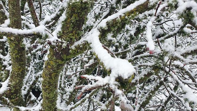 Снег на горе Мeрон. Фото: Ахия Рабад (צילום: אחיה ראב"ד) Снег на горе Мeрон. Фото: Ахия Рабад