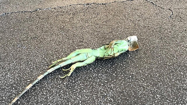 Упавшая с дерева на дорогу замерзшая игуана