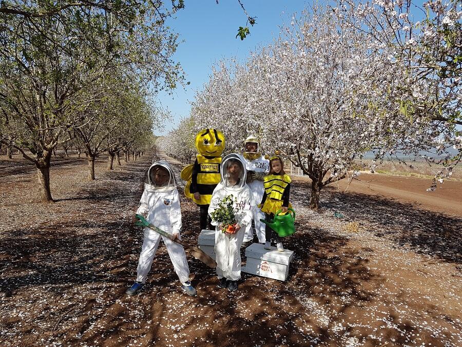 שקדיות בדבורת התבור