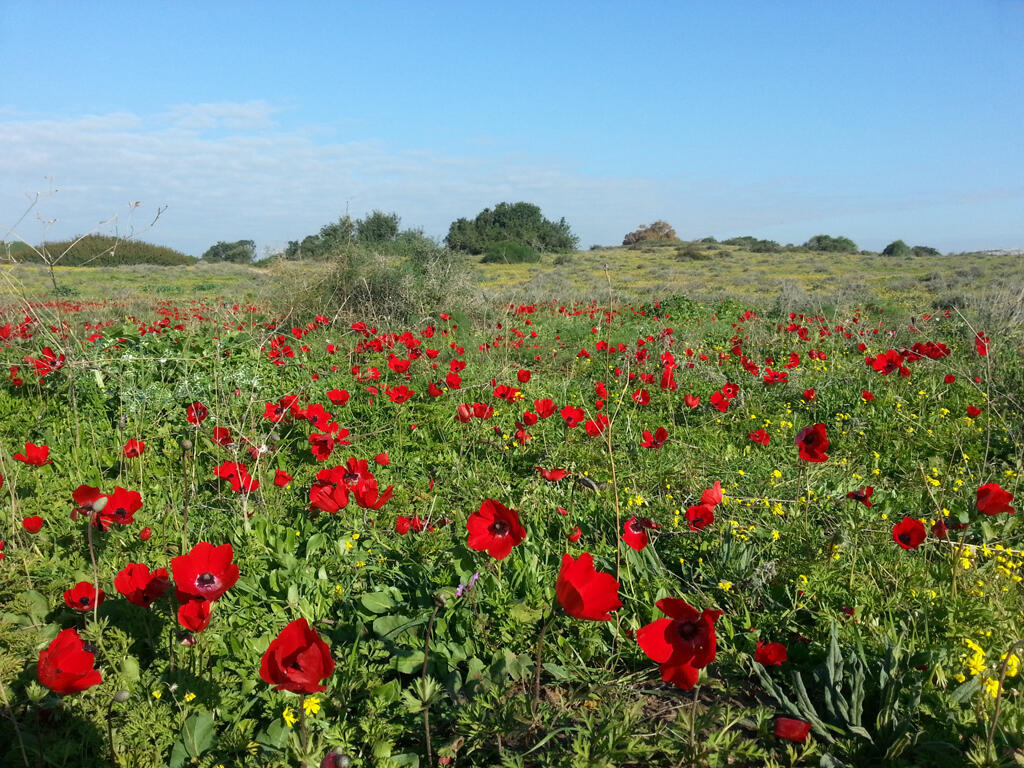 כלניות אדומות בפארק השרון