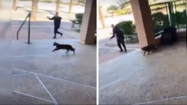 Издевались над животным и записывали на камеру без всякого стеснения. Фото: кадры из ролика (Фото: кадры из ролика) Издевались над животным и записывали на камеру без всякого стеснения. Фото: кадры из ролика