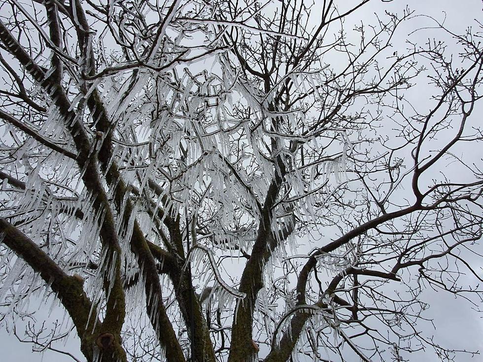 Дерево в снегу на севере Израиля. Фото: пресс-служба Мером-Голан