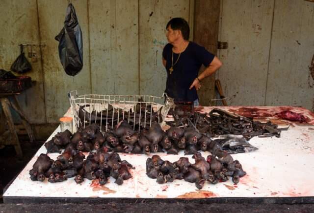 Летучие мыши - оптимальный источник белка, по мнению жителей Индонезии. Фото: Elena Odareeva, shutterstock (Фото: Elena Odareeva, shutterstock) Летучие мыши - оптимальный источник белка, по мнению жителей Индонезии. Фото: Elena Odareeva, shutterstock