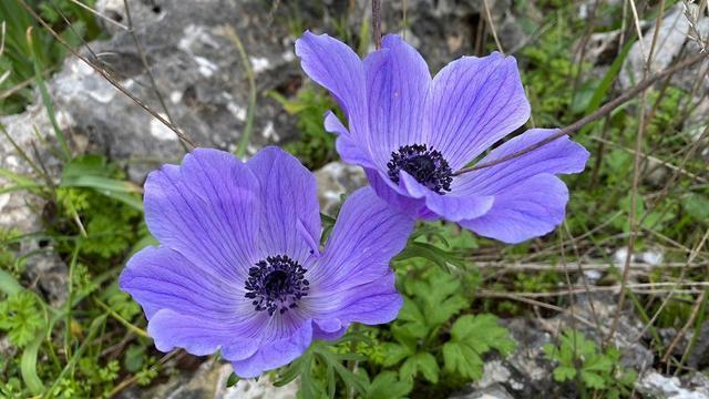 Фото: Гилад Кармели