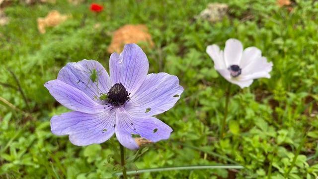 Фото: Гилад Кармели