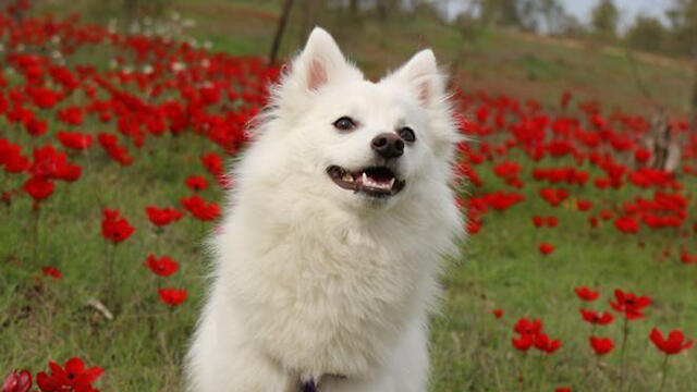 Красный юг и собака. Фото: Ноа Мария Римон