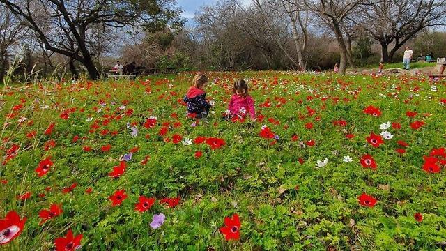 Лес Таль. Фото: Гай Аялон, Управление парков