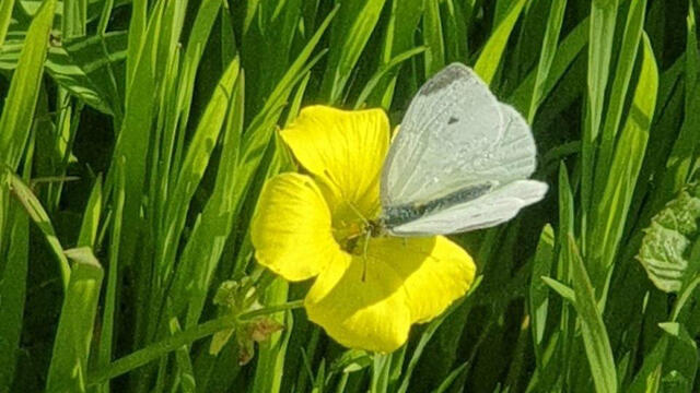 Фото: Стив Зильберман, Управление парков