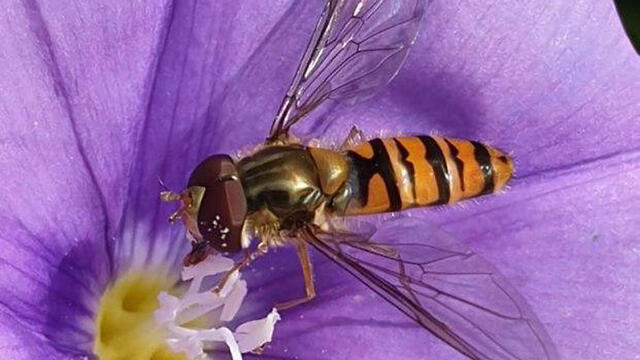 Фото: Стив Зильберман, Управление парков