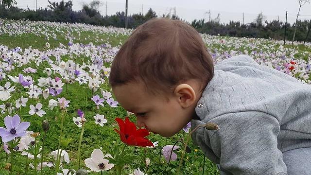 Кибуц Дафна. Фото: Керен Натанзон