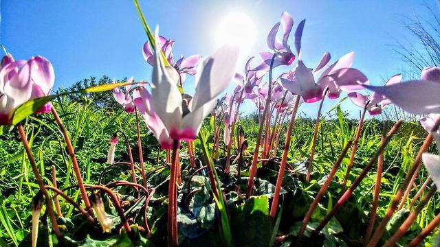 Цветение в Битан Аарон. Фото: Йоси Менделевич