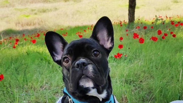 Красный юг и собака. Фото: Мор Бар