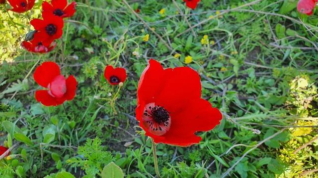 Цветение в Негеве. Фото: Шмулик Дорфур