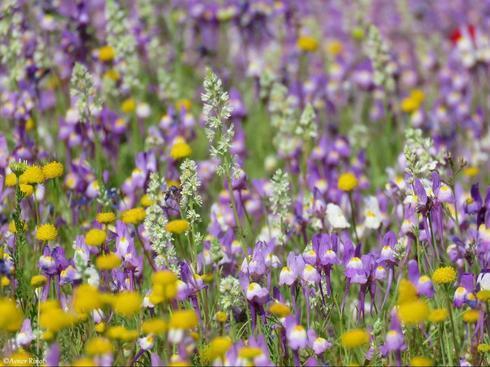 פריחה ליד ים חופי ים המלח