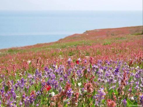 פריחה ליד ים חופי ים המלח