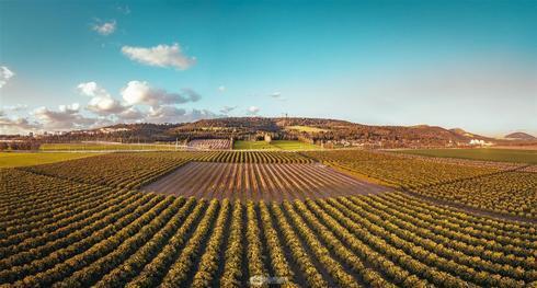 תחרות צילומי רחפן תמונות שלא זכו שדות כביש גניגר - מגדל העמק (צילום: שליו אבוחצירא) תחרות צילומי רחפן תמונות שלא זכו שדות כביש גניגר - מגדל העמק