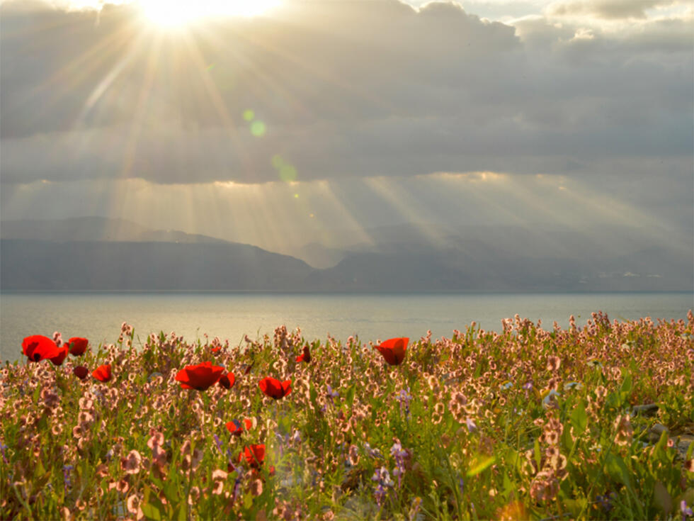 Цветы у Мертвого моря. Фото: Миха Шамир