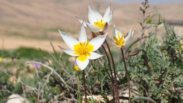 Редкие тюльпаны в Борот-Лоц. Фото: Шарон Бен-Цур (צילום: שרון בן צור) Редкие тюльпаны в Борот-Лоц. Фото: Шарон Бен-Цур