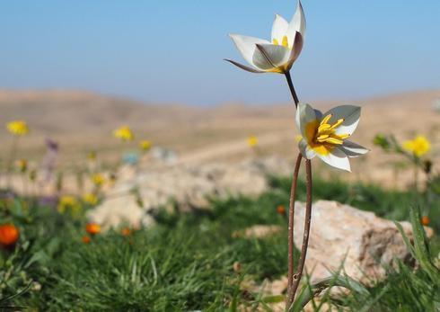 צבעוני ססגוני בורות לוץ (צילום: שרון בן צור) צבעוני ססגוני בורות לוץ