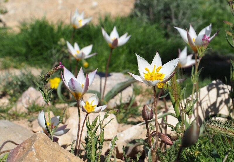 צבעוני ססגוני בבורות לוץ (צילום: שרון בן צור) צבעוני ססגוני בבורות לוץ