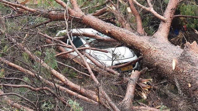 Упавшее дерево в кибуце Дан. Фото: пресс-служба совета Верхней Галилеи